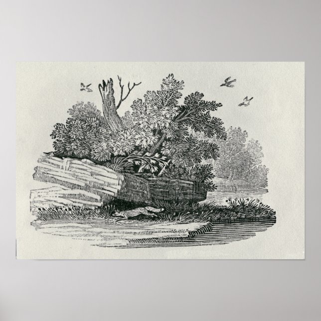 Pôster A História Geral da Raposa (Frente)