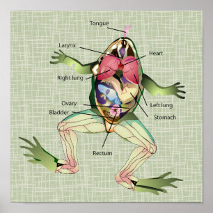 Pôster A ilustração da anatomia do sapo