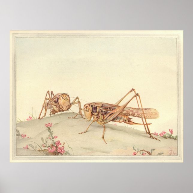 Pôster A Ilustração do Livro de Insetos DECTICUS BRANCO (Frente)