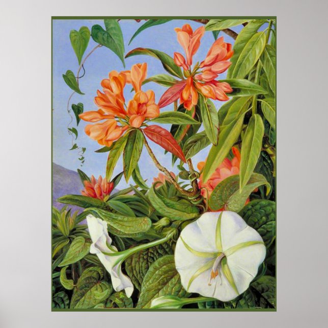 Poster A Javan Rhododendrum e Ipomoea (Frente)