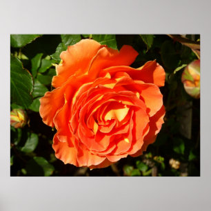 Pôster A laranja aumentou floral bonito de I