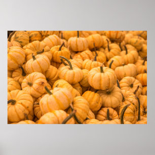 Poster A large amount of Pumpkins