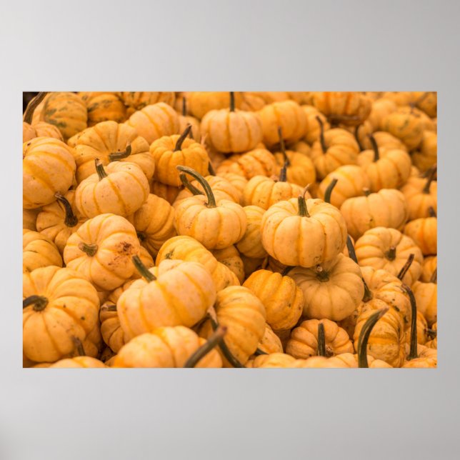 Poster A large amount of Pumpkins (Frente)