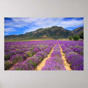 Pôster A lavanda coloca para sempre