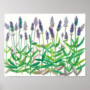 Poster A lavanda floresce a aguarela que pinta a arte