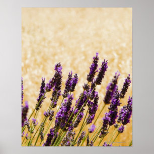 Poster A lavanda floresce em um campo, província de