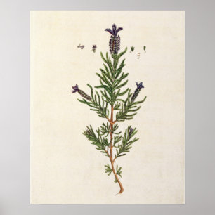 Pôster A lavanda francesa, chapeia 241 'de um Herbal