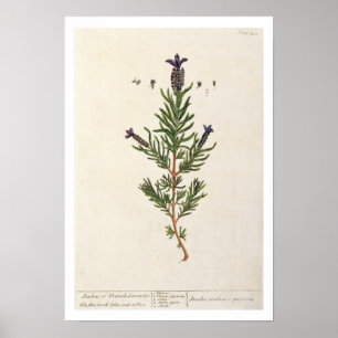Pôster A lavanda francesa, chapeia 241 'de um Herbal