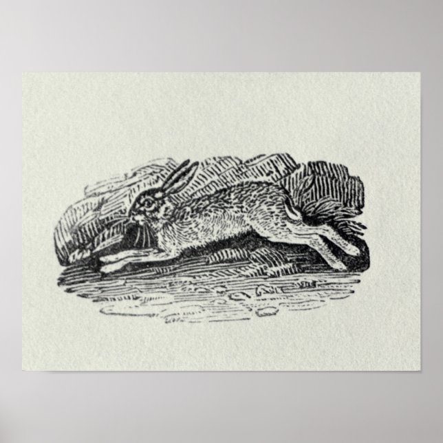 Poster A lebre (Frente)