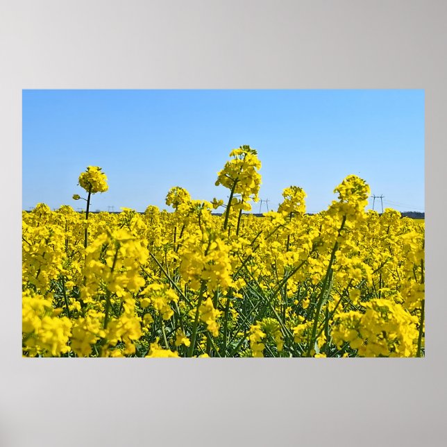 Poster A Linha do Horizonte - Cores da Natureza Selvagem  (Frente)