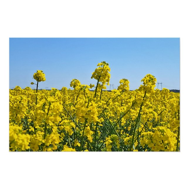 Pôster A Linha do Horizonte - Cores da Natureza Selvagem  (Frente)
