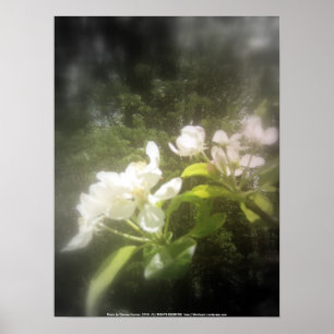Pôster a maçã floresce #2, preto e branco focal