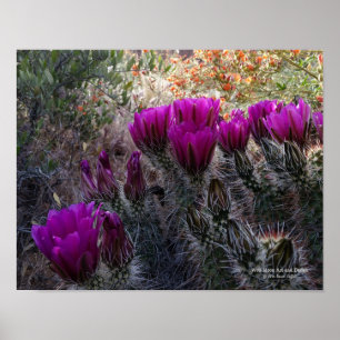 Poster A magenta do cacto de ouriço floresce a arizona a