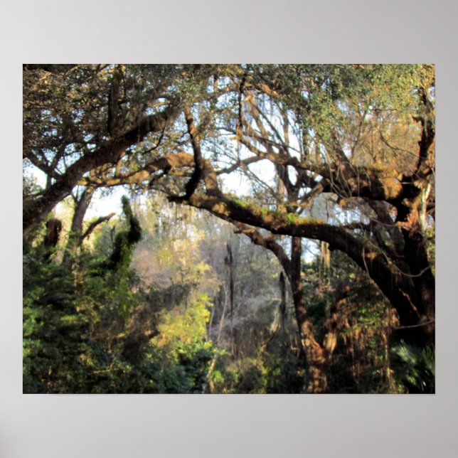 Pôster A Magic Forrest (Frente)