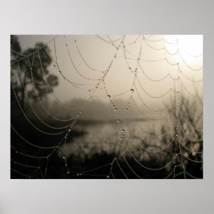 Pôster A manhã da aranha