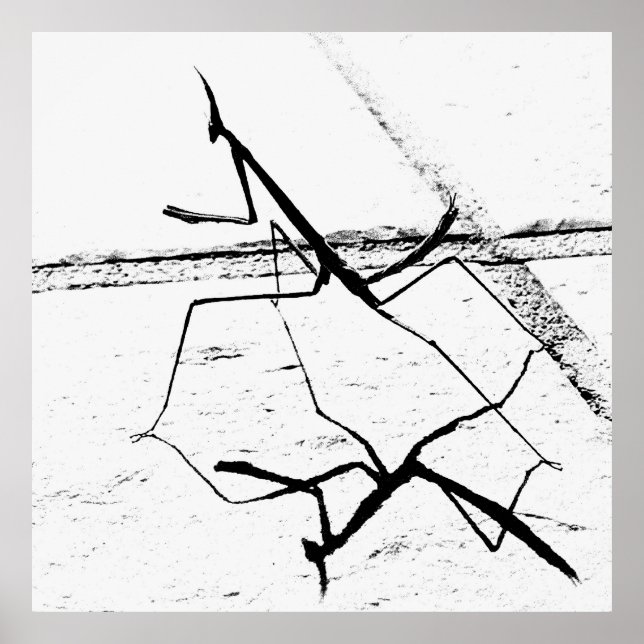 Poster A Mantis Pensadora (Frente)