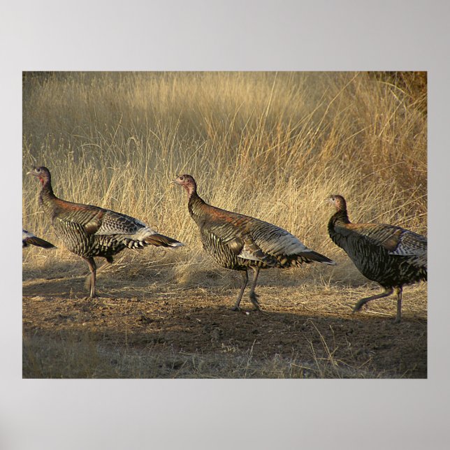 Pôster A Marcha Da Turquia Ao Sunset (Frente)