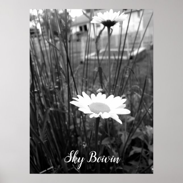 Poster a margarida do solitário (Frente)