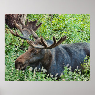 Poster A Moose