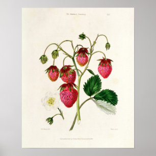 Pôster A morango de Roseberry, gravada por Watte