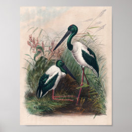 Poster A Mycteria australiana de Joseph Wolf