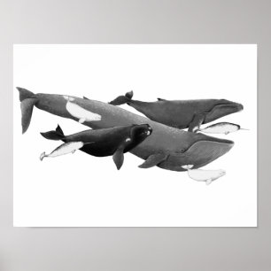 Poster A Natação De Baleias Ilustração Da Baleia De Arte