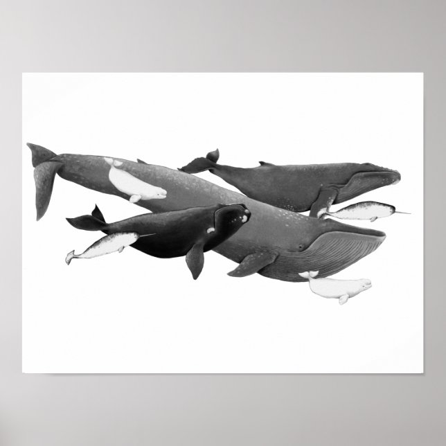 Poster A Natação De Baleias Ilustração Da Baleia De Arte (Frente)