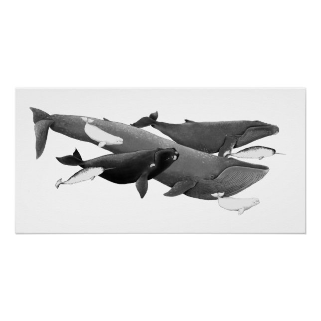 Pôster A Natação De Baleias Ilustração Da Baleia De Arte (Frente)
