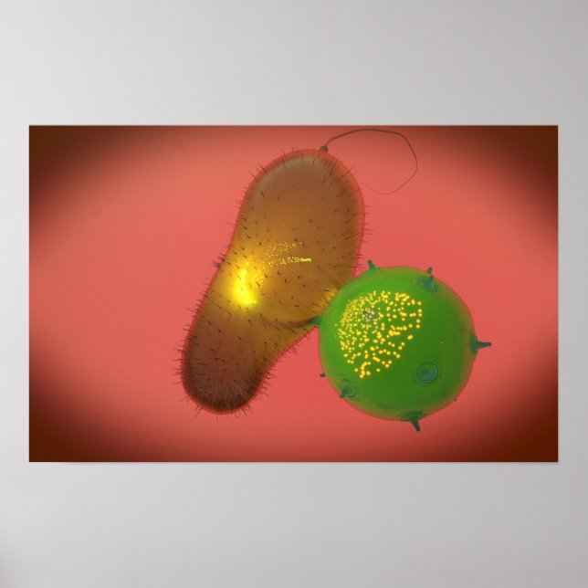 Poster A Natural Killer Cell Injects Toxin (Frente)