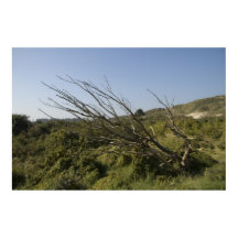 A natureza às vezes é solitário