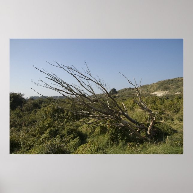 Pôster A natureza às vezes é solitário (Frente)