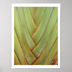 Pôster A palma do viajante