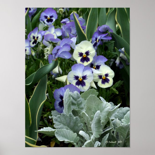 Pôster A Pansy Perfeita (Frente)