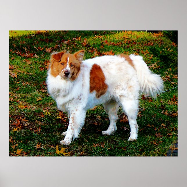 Poster A PARTIR DE $20 - Collie on Lawn (Frente)