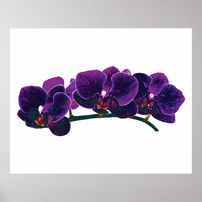 Pôster A PARTIR DE $20 - Orquídeas Phalaenopsis Roxas (Frente)
