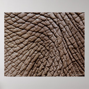 Pôster A pele de elefante africano (africana do