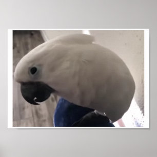 Poster a personalidade surpreendente do cockatoo do