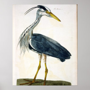 Pôster A placa da garça-real (Ardea cinerea) 'dos
