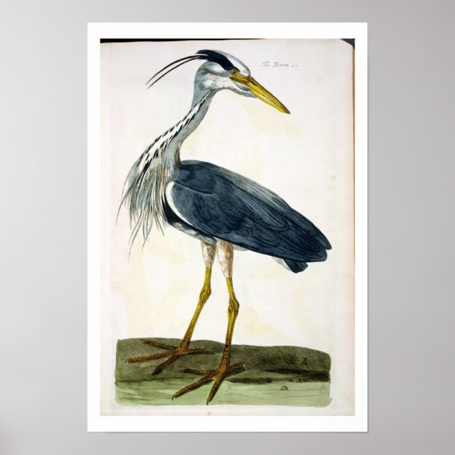 Pôster A placa Heron (Ardea cinerea) de "The British (Frente)