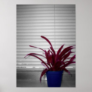 Pôster A planta roxa