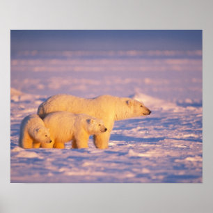Pôster A porca do urso polar com o primavera cubs no