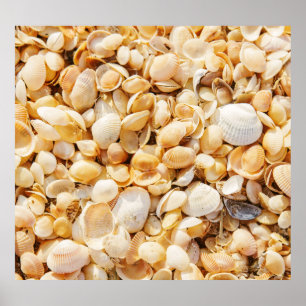Poster A praia de verão texturizou Seashell.