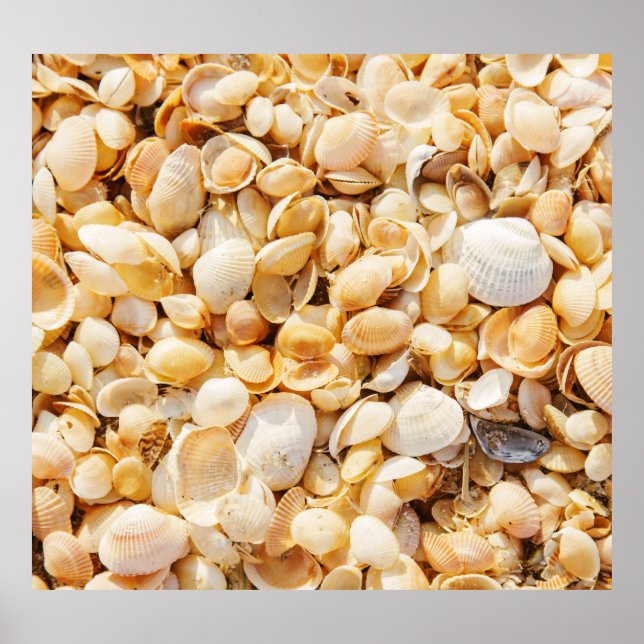 Poster A praia de verão texturizou Seashell. (Frente)