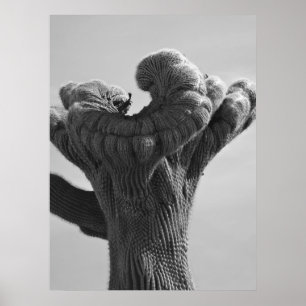 Poster A Rare Saguaro Cactus