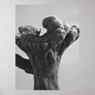 Poster A Rare Saguaro Cactus