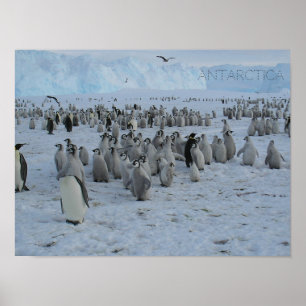 Poster A rebanho de pingões na Antártica, foto.