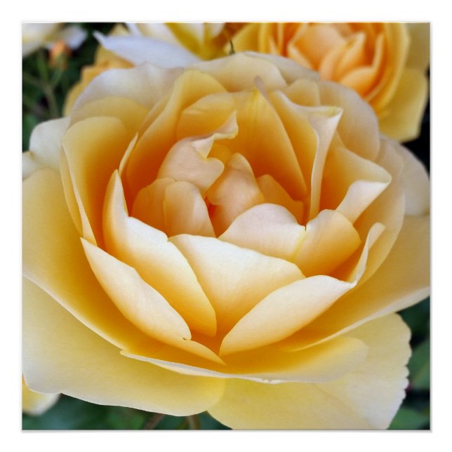 Pôster A Rosa Amarela (Frente)