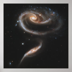 Pôster A Rose Made of Galaxies