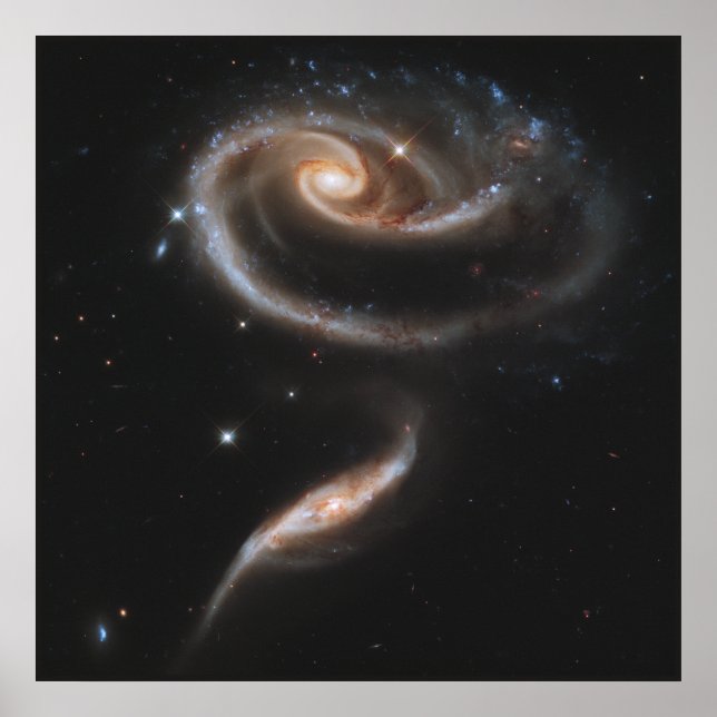 Pôster A Rose Made of Galaxies (Frente)