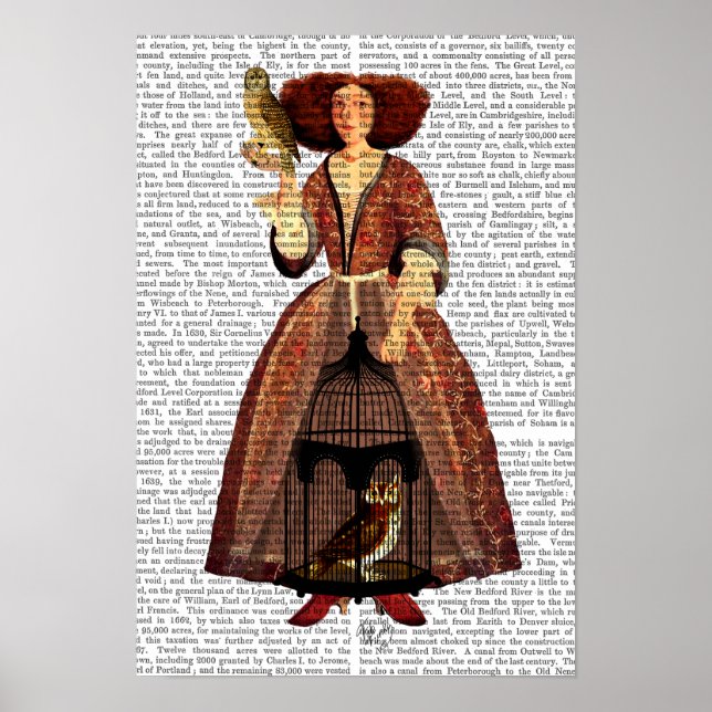 Poster A Senhora Coruja (Frente)